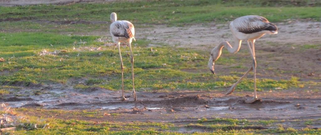 Arangioa - Senafer - Villa Funtana Meiga Luaran gambar