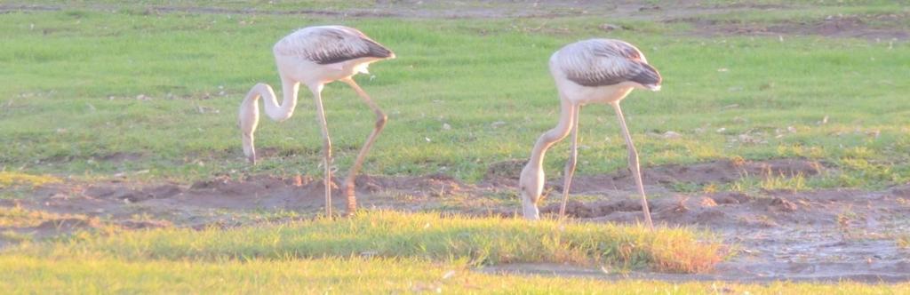 Arangioa - Senafer - Villa Funtana Meiga Luaran gambar