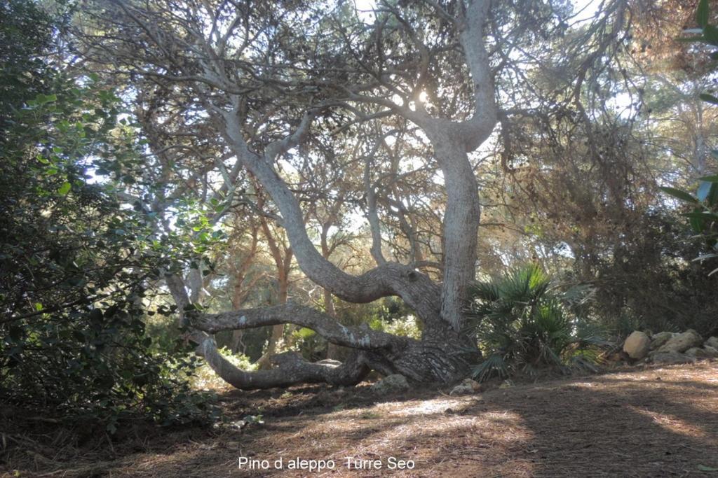 Arangioa - Senafer - Villa Funtana Meiga Luaran gambar
